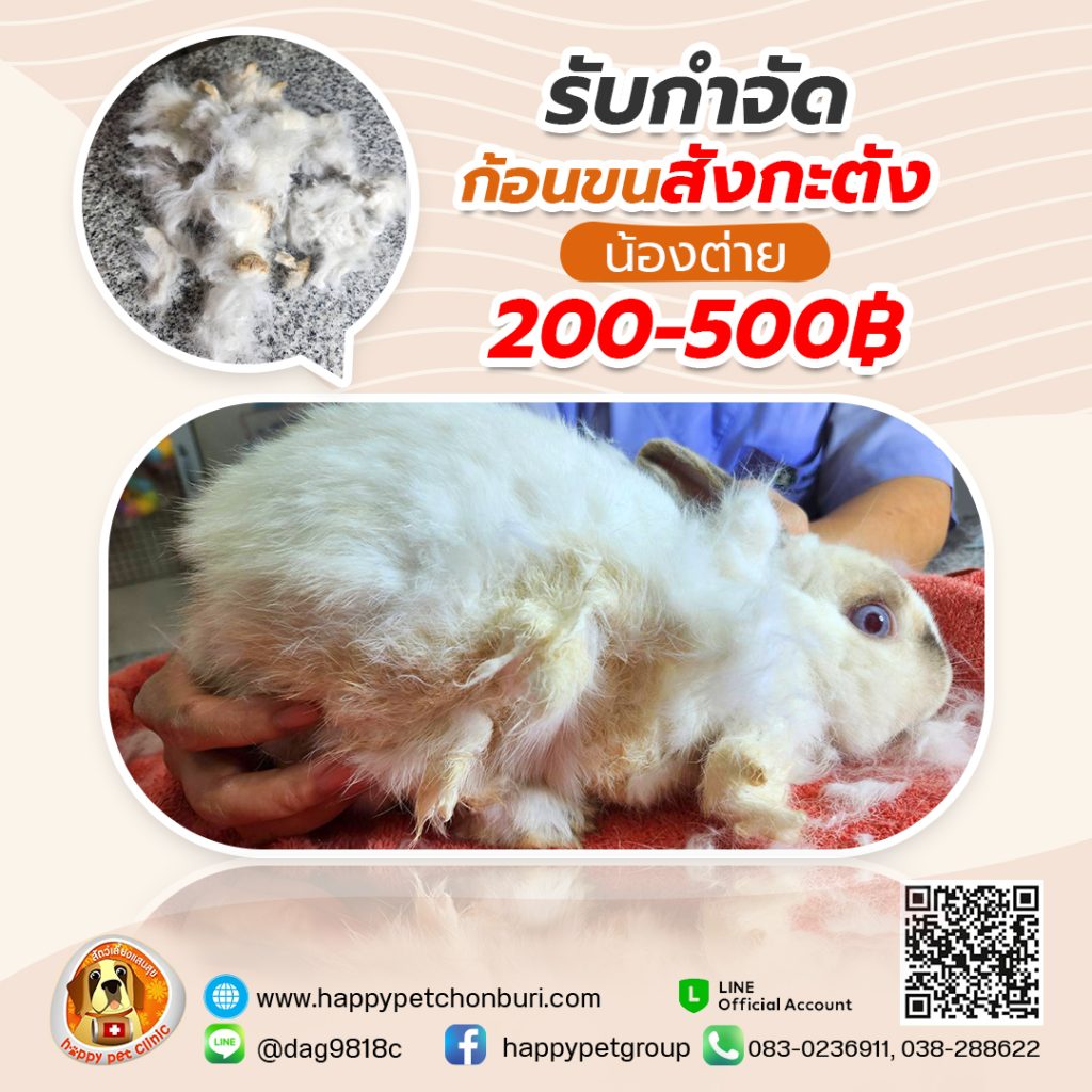 รับกำจัดก้อนขนสังกะตังน้องต่าย 200-500฿