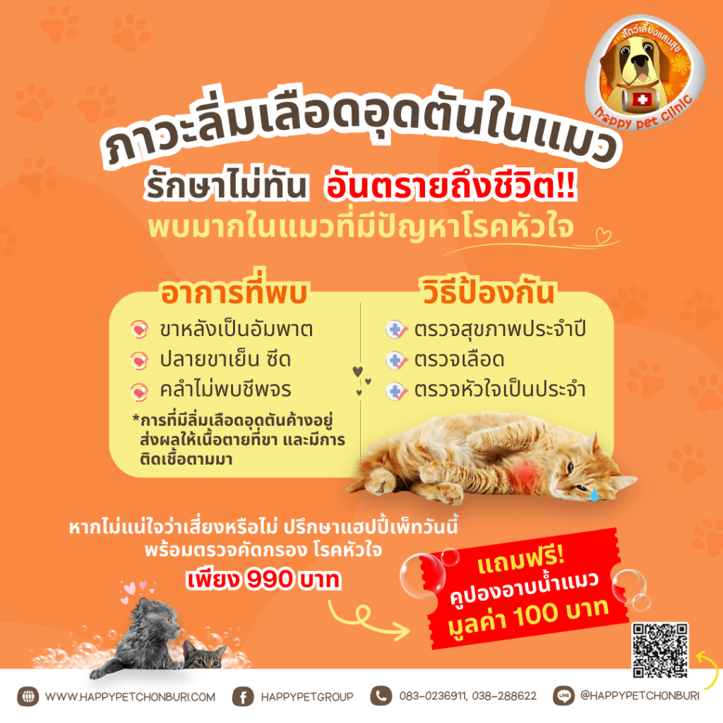 เตือนภัยคนเลี้ยงแมว‼️ เฝ้าระวังภาวะลิ่มเลือดอุดตันในแมวรักษาไม่ทัน อันตรายถึงชีวิต..