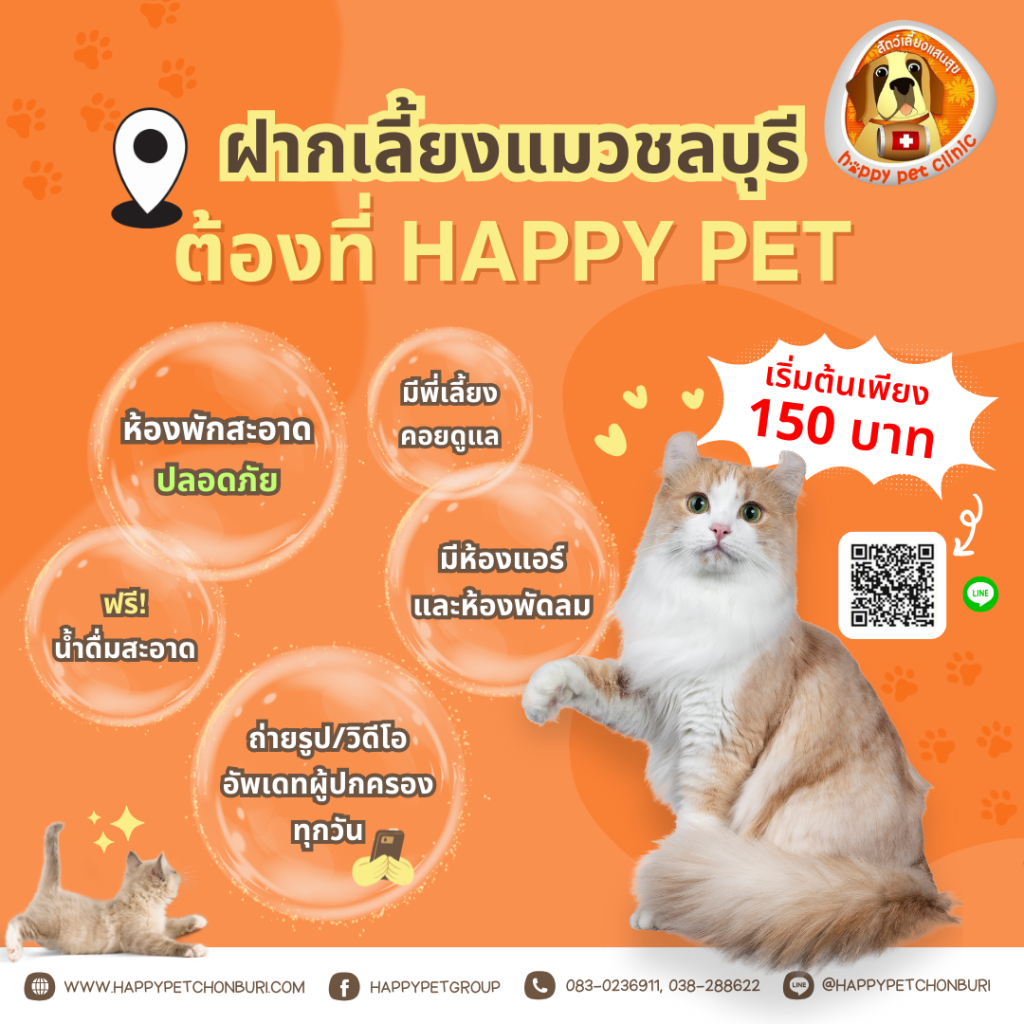 ฝากเลี้ยงแมวชลบุรี ต้องที่ Happy Pet